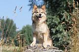 CHIEN FINNOIS DE LAPONIE 472